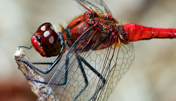 Cherry red dragon fly.
