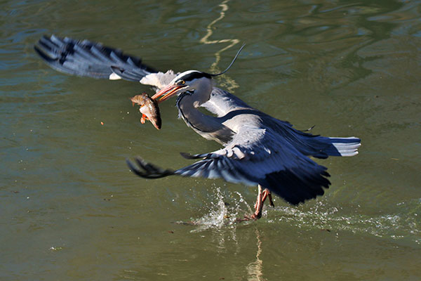 Grey (Great Blue) Heron takes off with an easy catch. Bern, Switzerland.