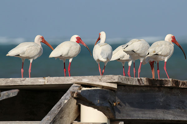 A row of Ibis in Belize