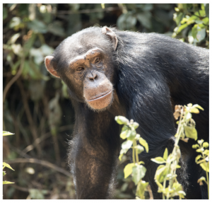 Based in Sierra Leone, the Tacugama Chimpanzee Sanctuary rescues and rehabilitates chimpanzees, conducts wildlife research, and promotes environmental education. (photo courtesy of SWB)