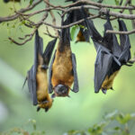 Bat hanging upside down on the tree branch