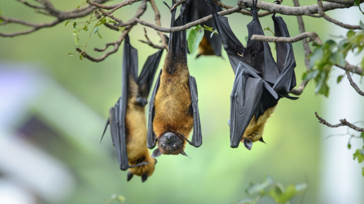 Bat hanging upside down on the tree branch
