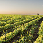 An agricultural field.